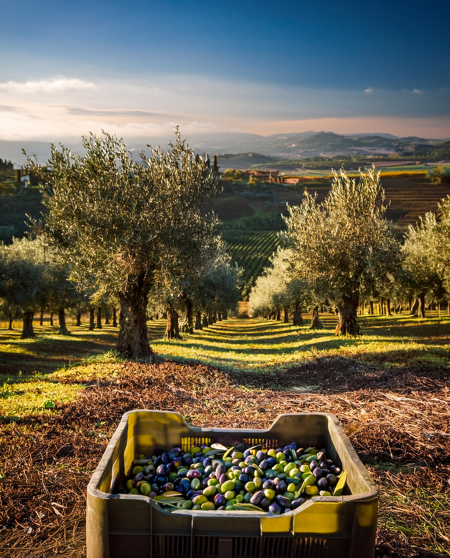 Uliveto maremma toscana